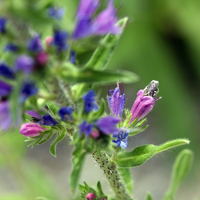 Cafae4dea13a885e1d852750c445e747