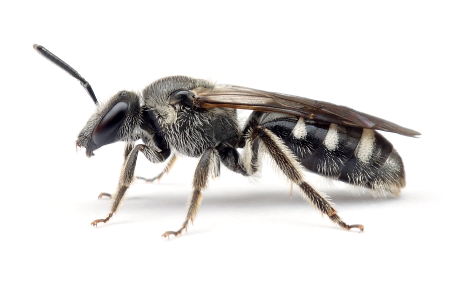 Lasioglossum Sexnotatum