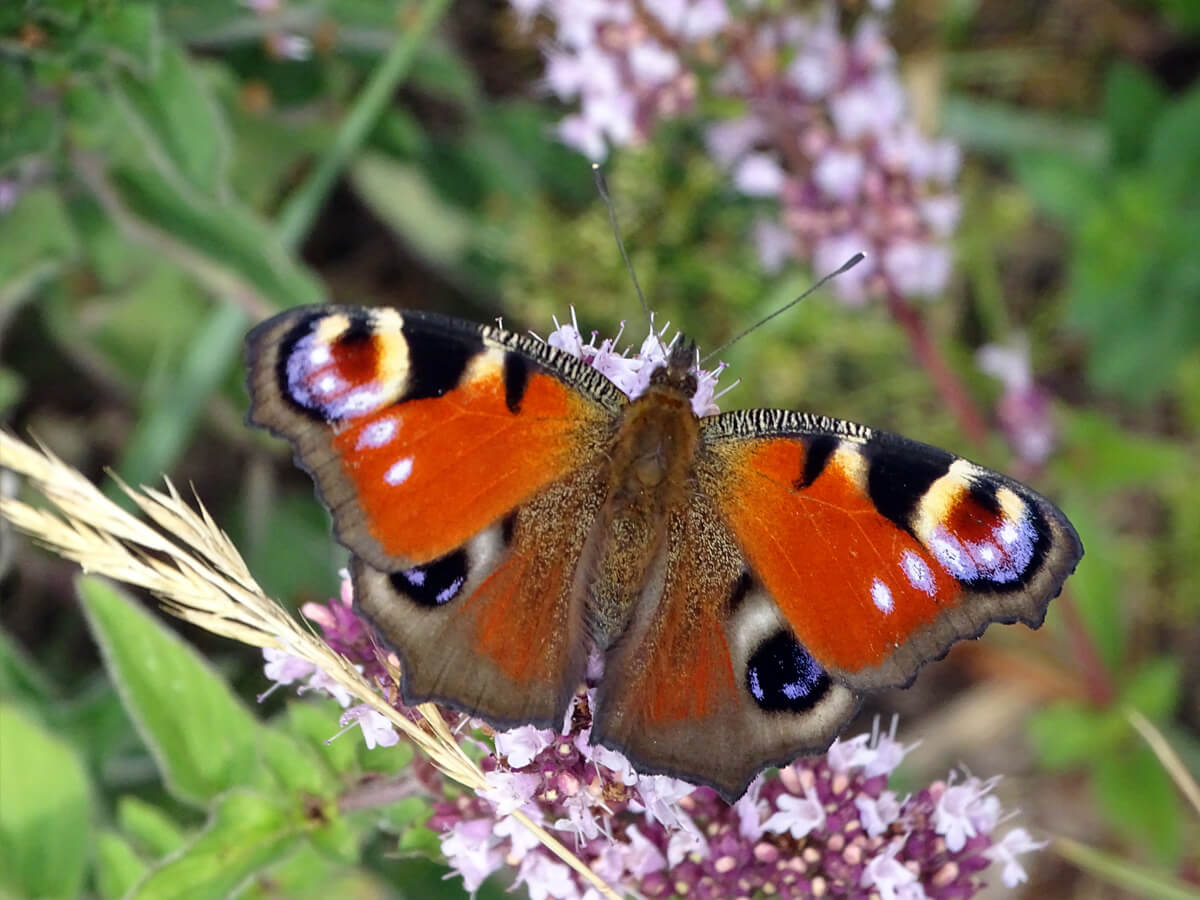 172f5460ef4d9905694bb840021228f6