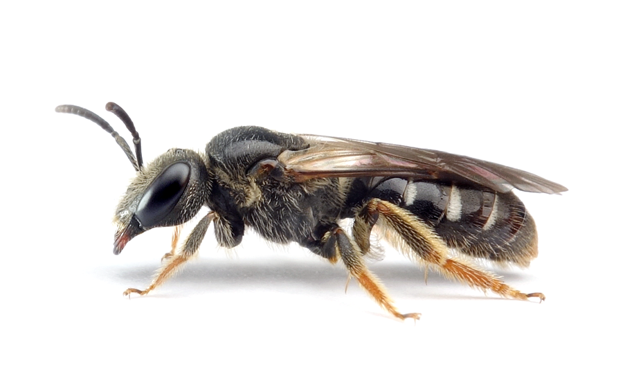 Lasioglossum Quadrinotatulum