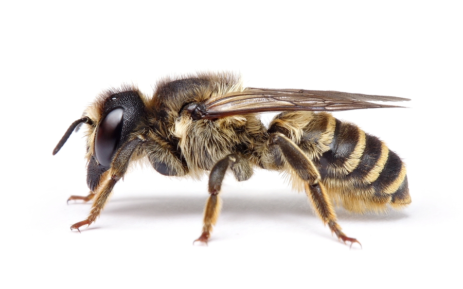 Megachile Ericetorum