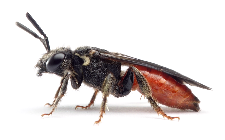 Sphecodes Albilabris