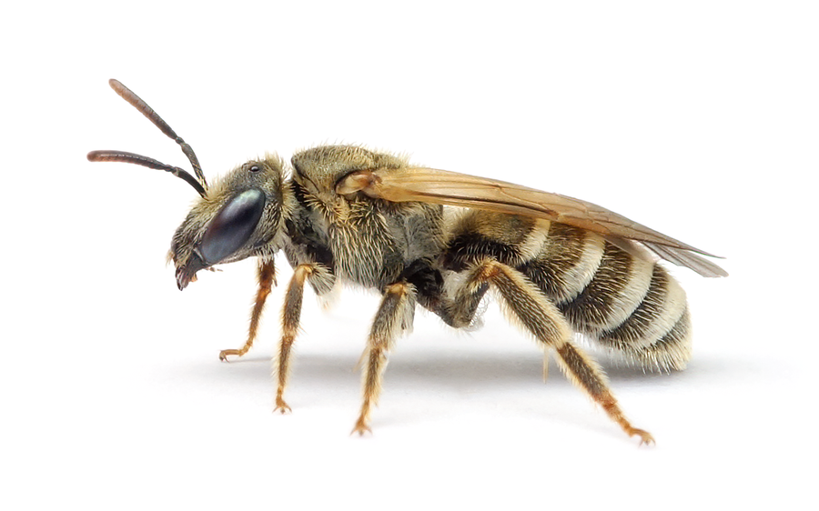 Halictus Leucaheneus