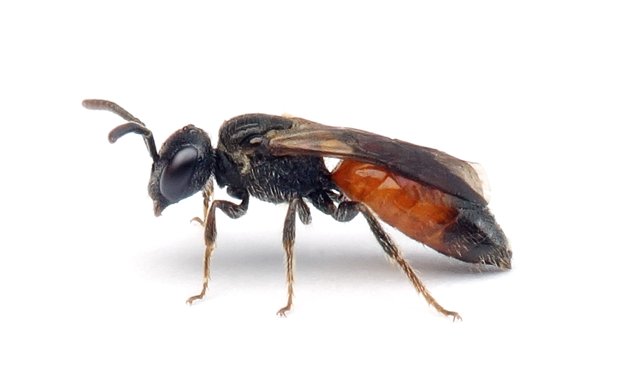 Sphecodes Geoffrellus