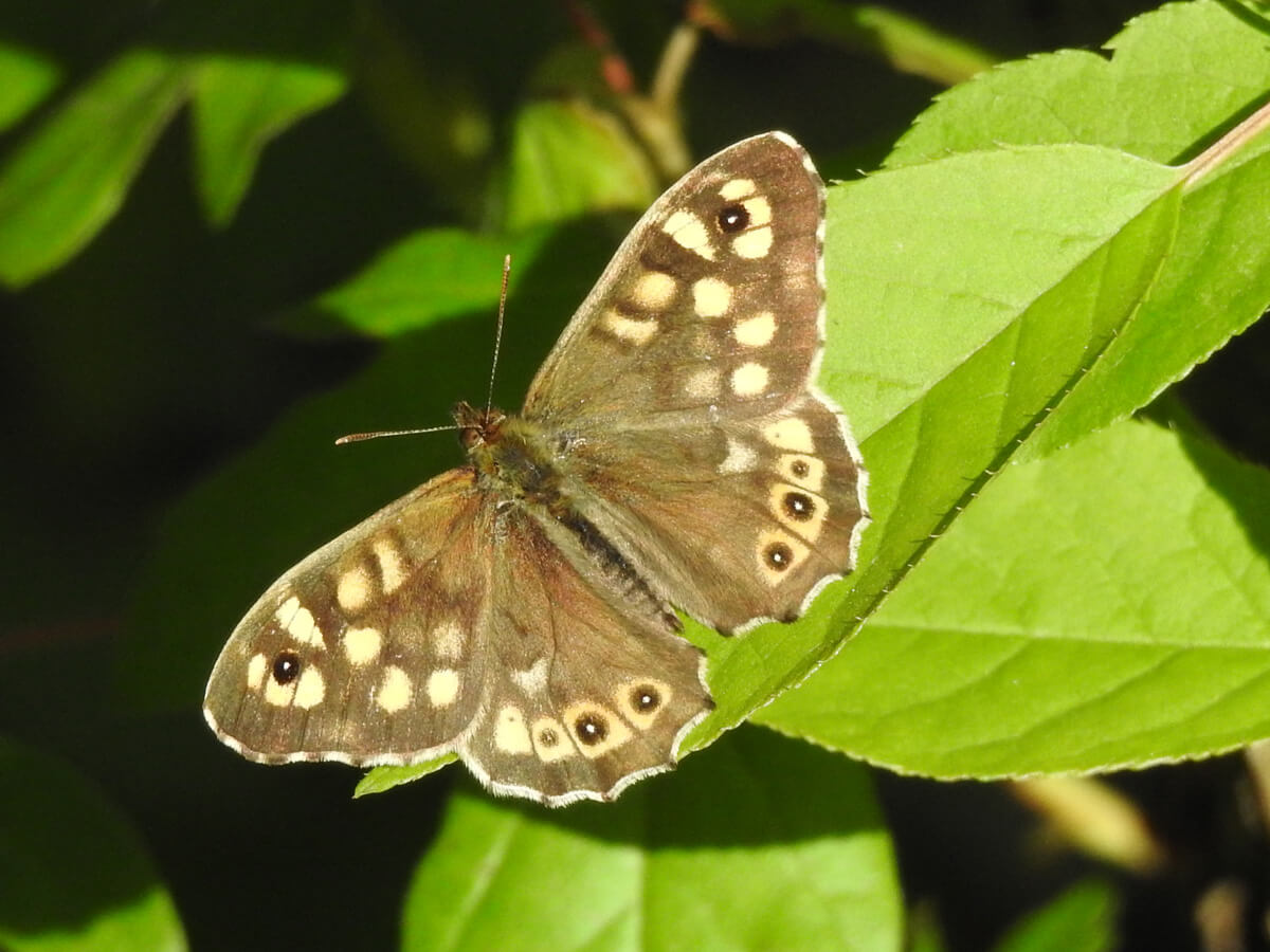 8bac4c389f6c19c61a1c0a62160a27de