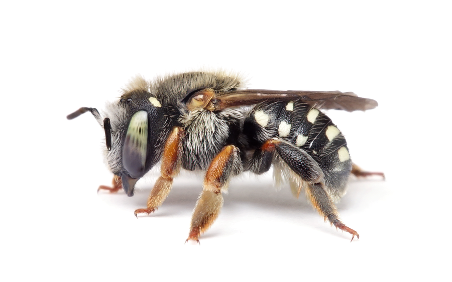 Anthidium Punctatum