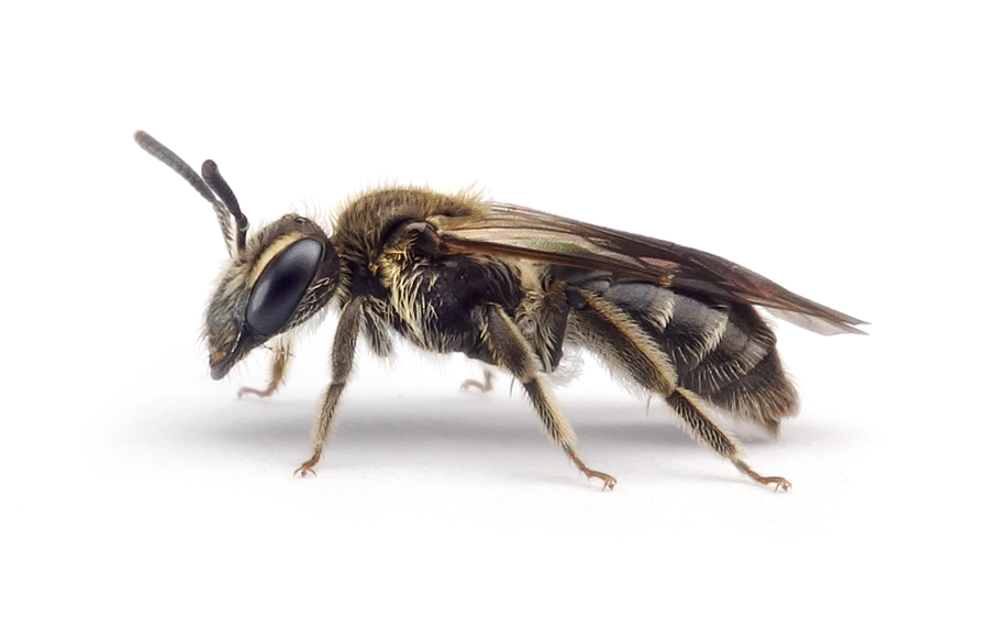 Andrena Subopaca