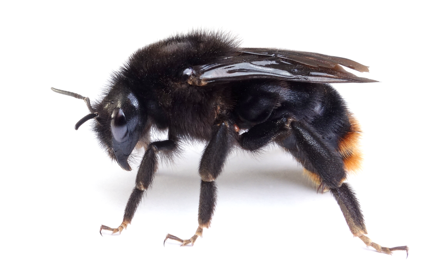 Bombus Rupestris