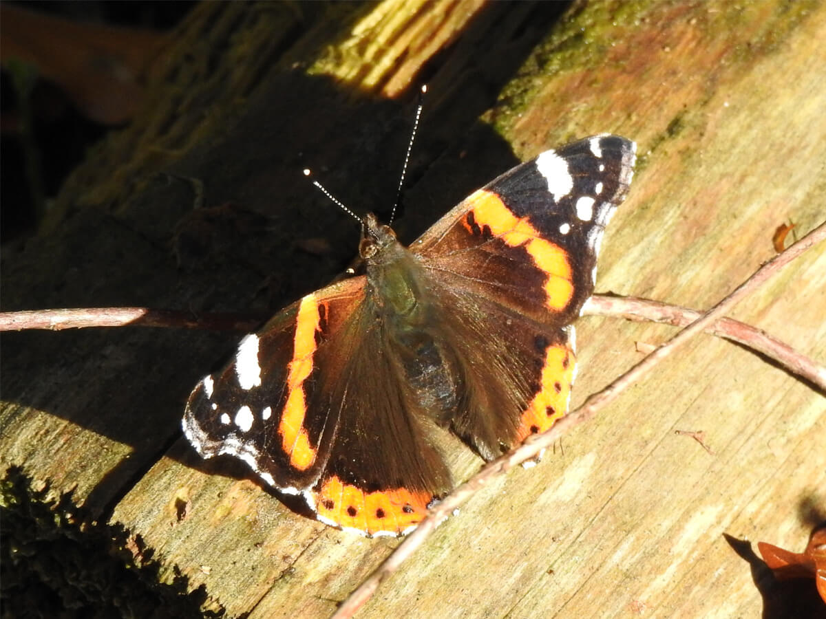 81f7a683664f2a9ed7b53b42a7739c34