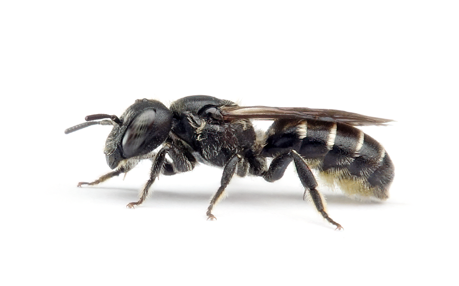 Hoplitis Leucomelana