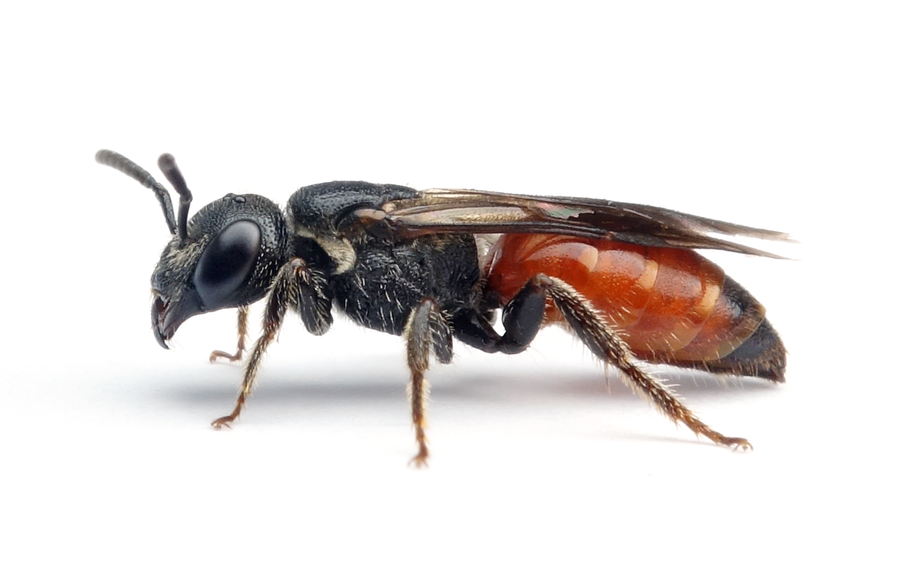 Sphecodes Monilicornis