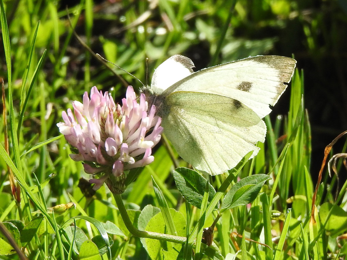 A09b559e55afefe0bf1c4fe0fd667d8e