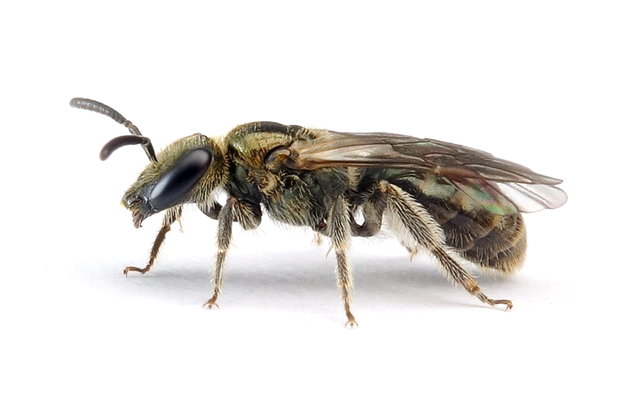 Lasioglossum Nitidulum