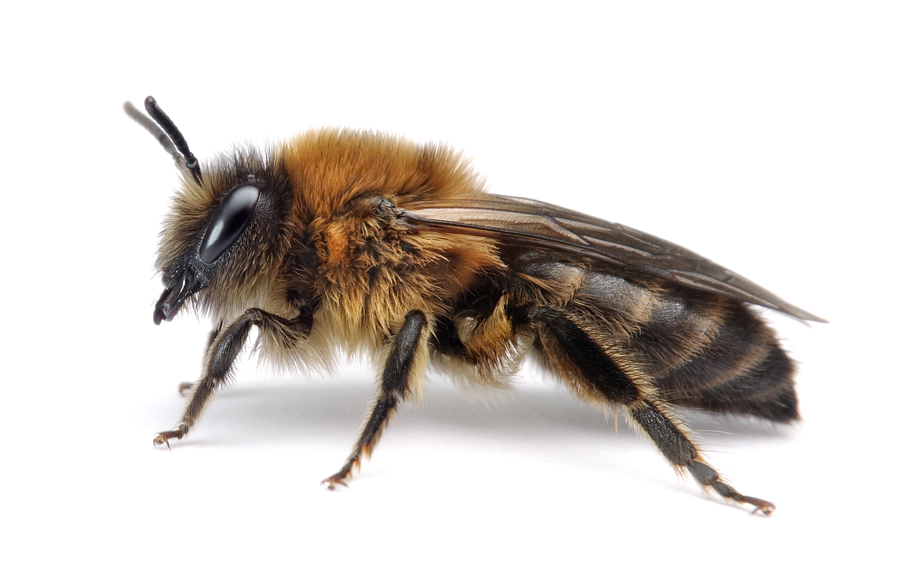 Colletes Cunicularius