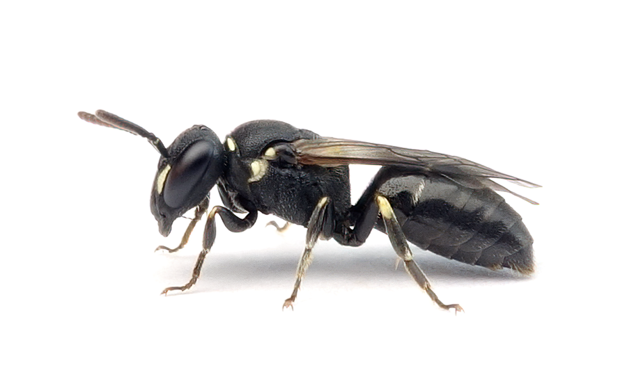 Hylaeus Hyalinatus