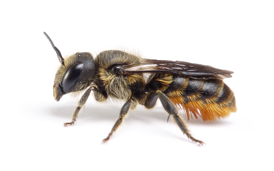 Osmia Leaiana
