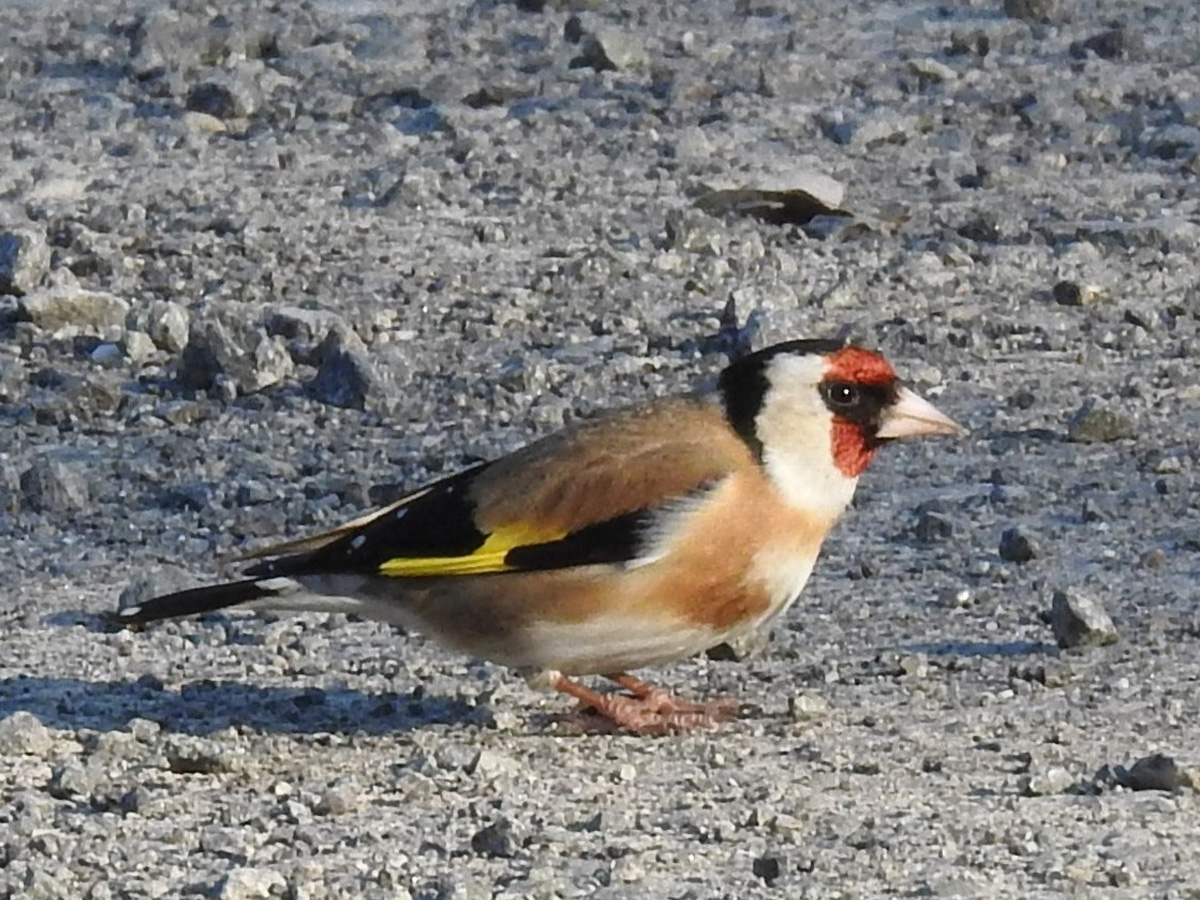 234721e86eaed34f690b0454fbd72085