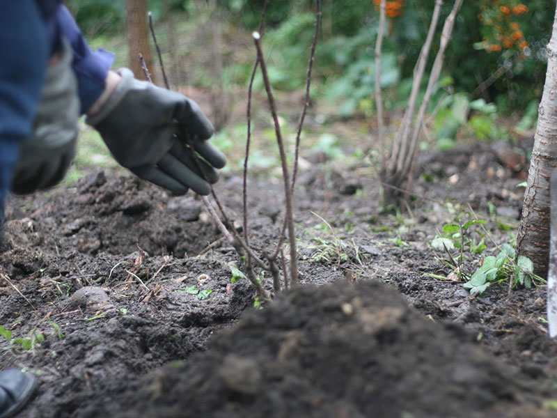 Annalinde G Gmb H, Pflanzung Wildrose