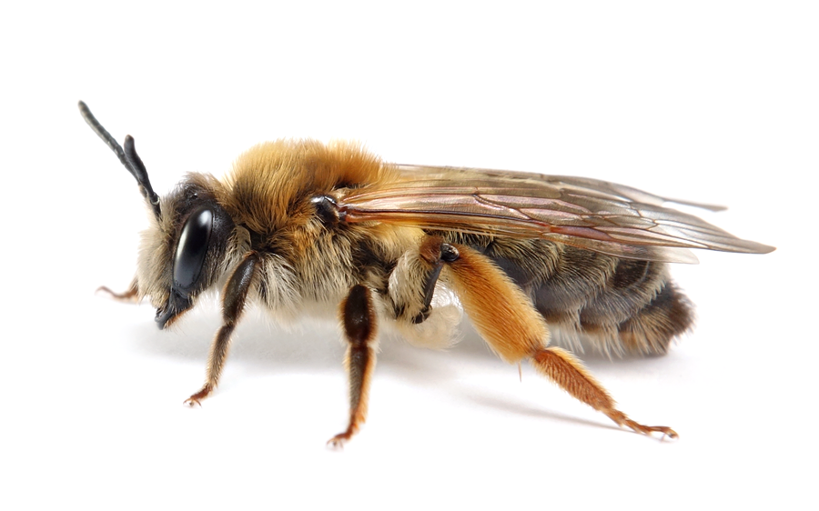 Andrena Tibialis
