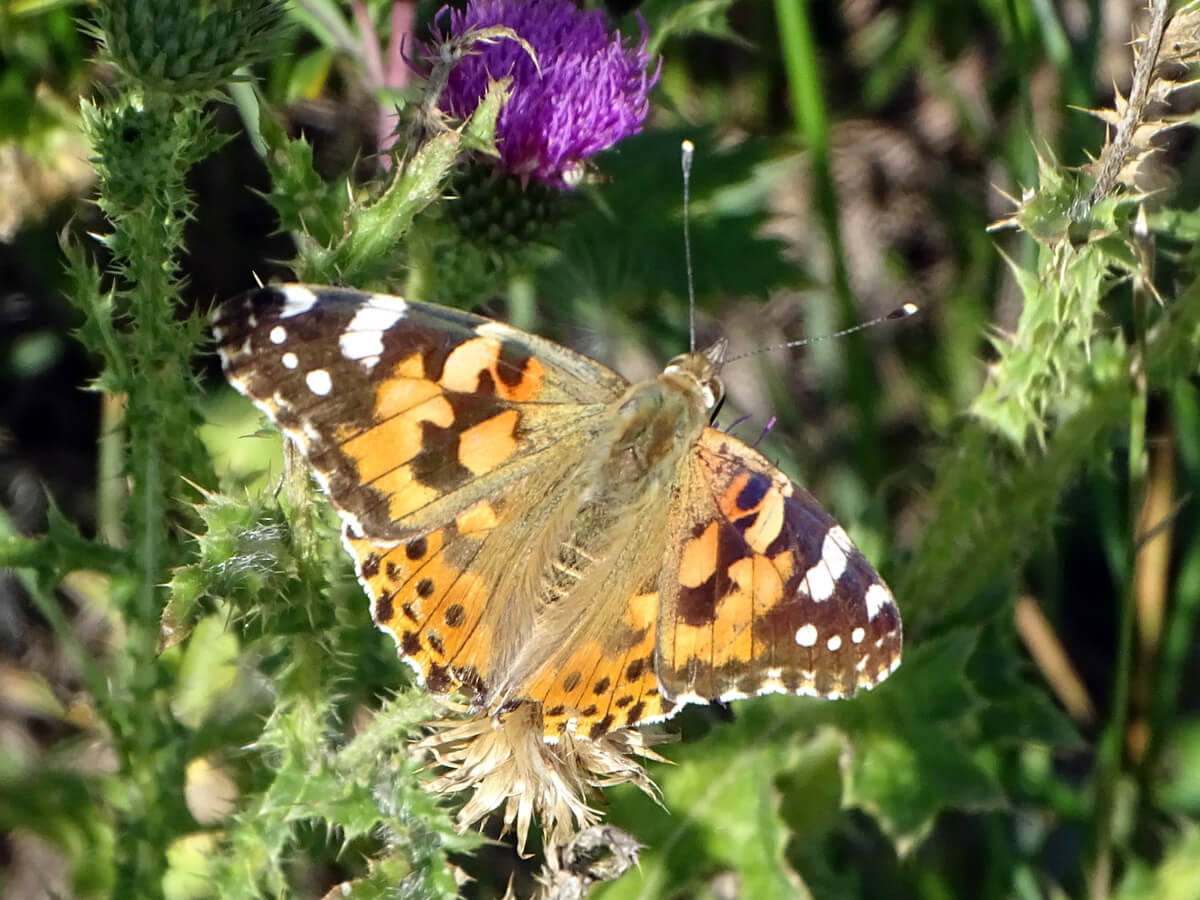 E322d4603b650d83c262802ce4f82a3f