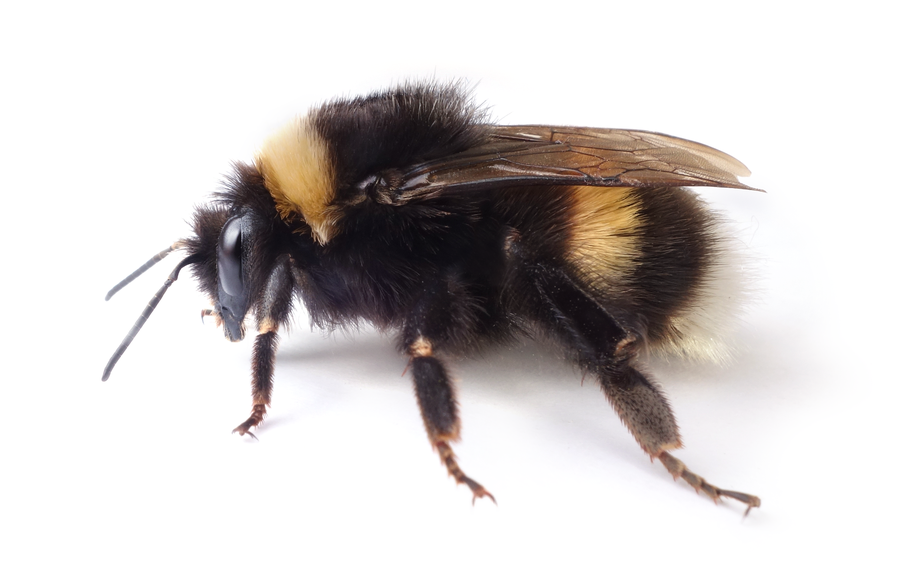 Bombus Lucorum