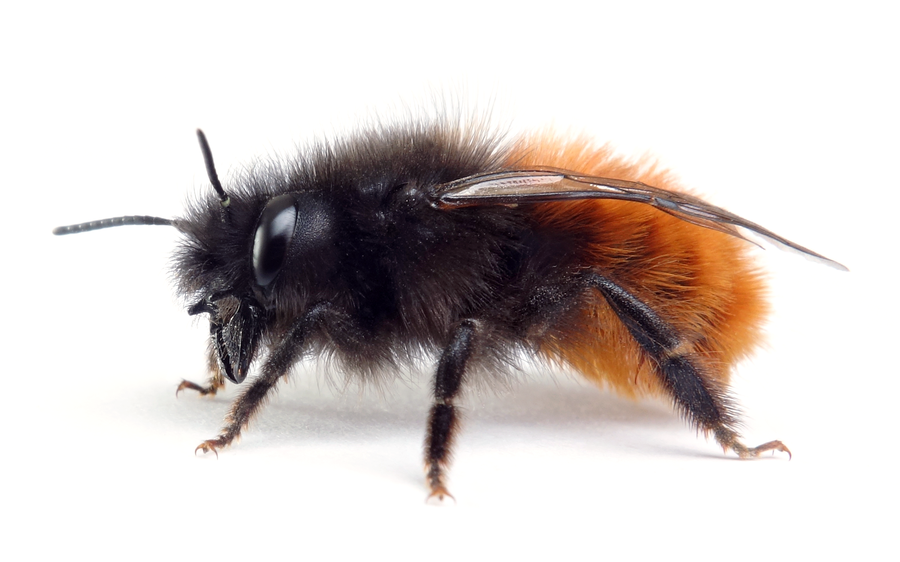 Osmia Cornuta