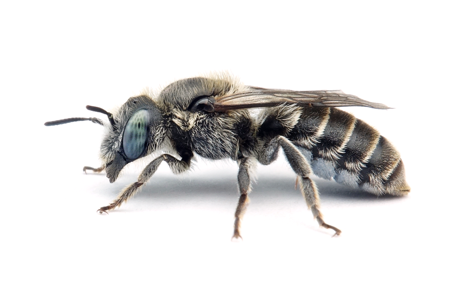 Hoplitis Anthocopoides F 3