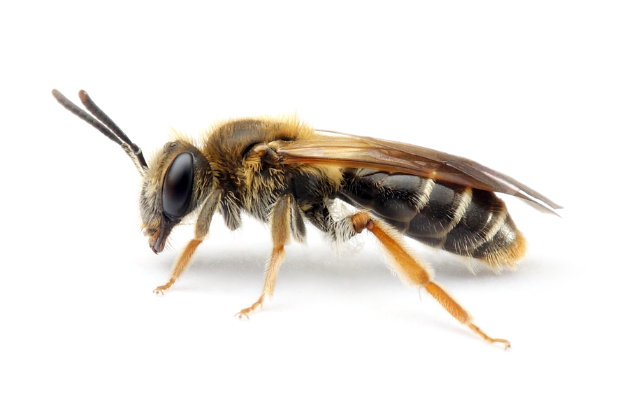 Andrena Chrysosceles