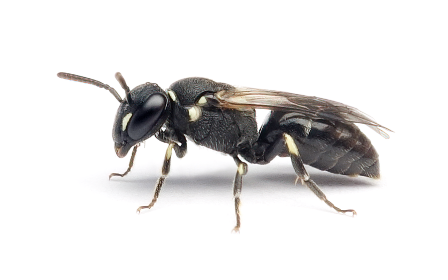 Hylaeus Punctatus