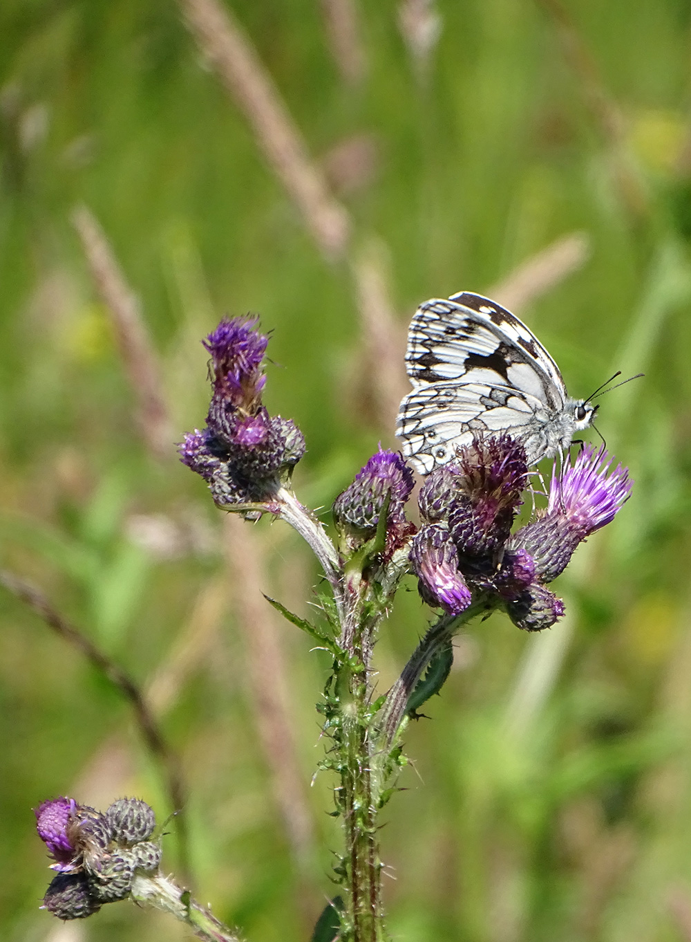 Artensterben verhindern