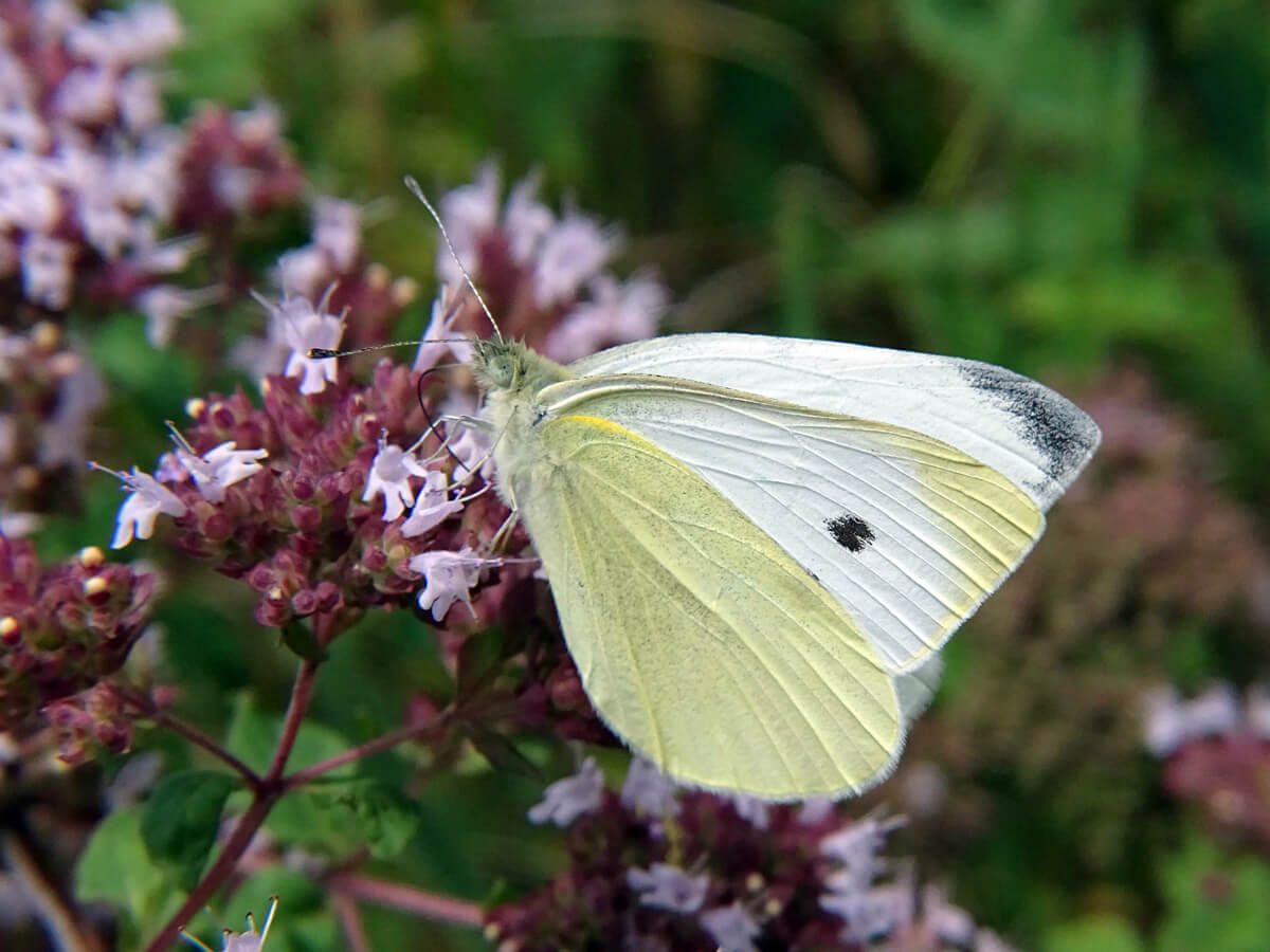 4f66058cc2bc2277a5b48b5f659e81dc