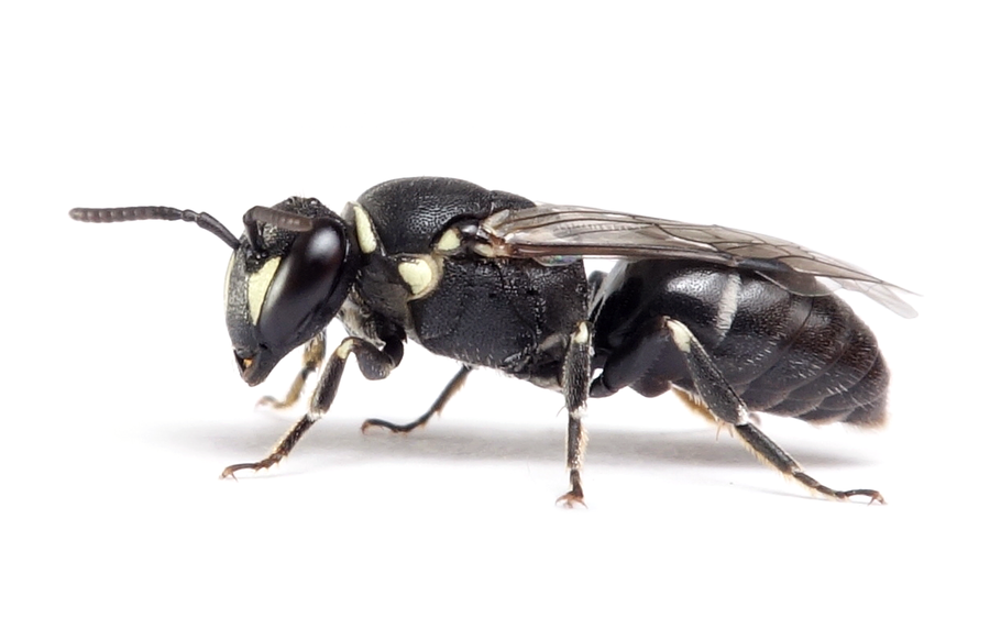 Hylaeus Signatus
