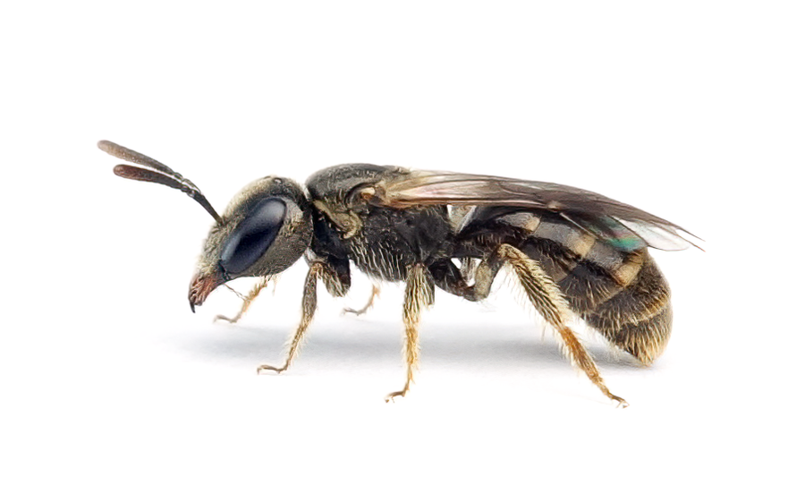 Lasioglossum Politum