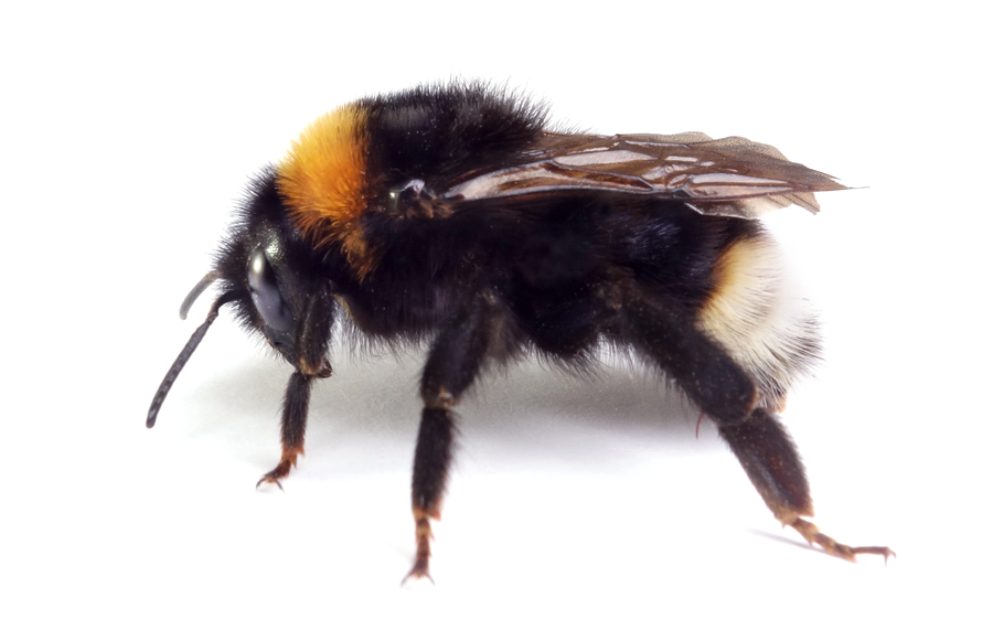Bombus Vestalis