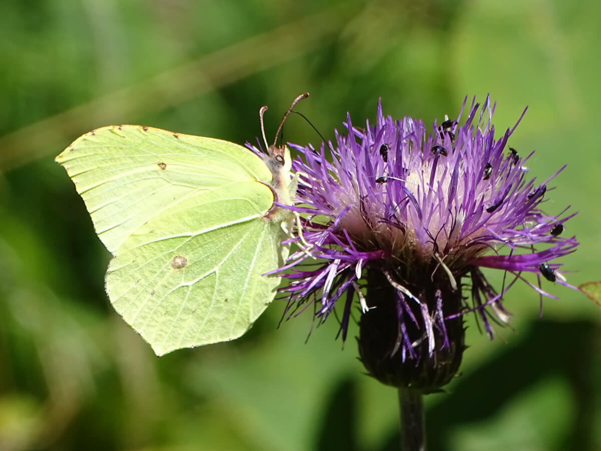 Ecf40c15c6f4809c26c6ad9f89ad5307