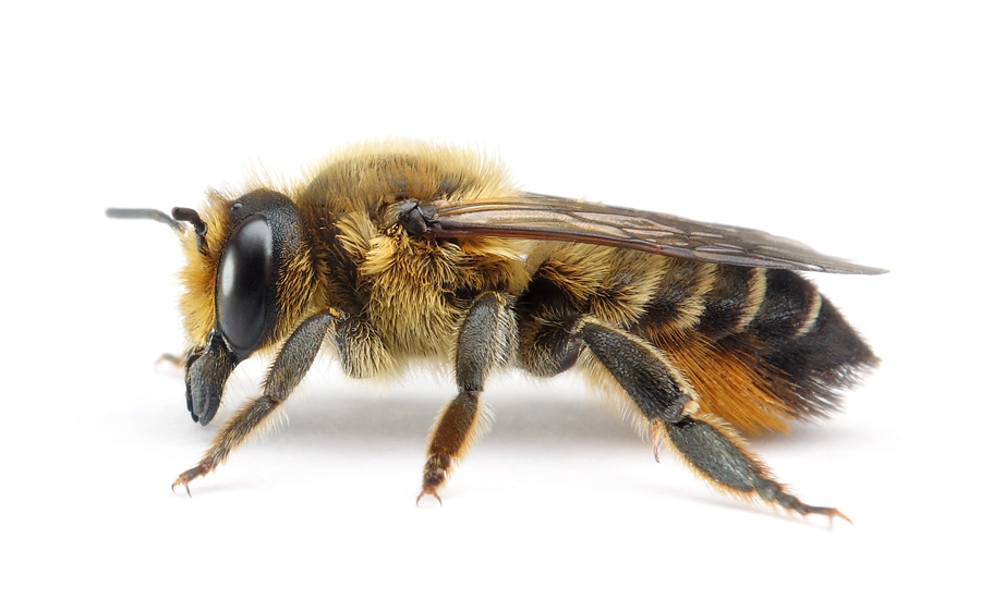 Megachile Willughbiella