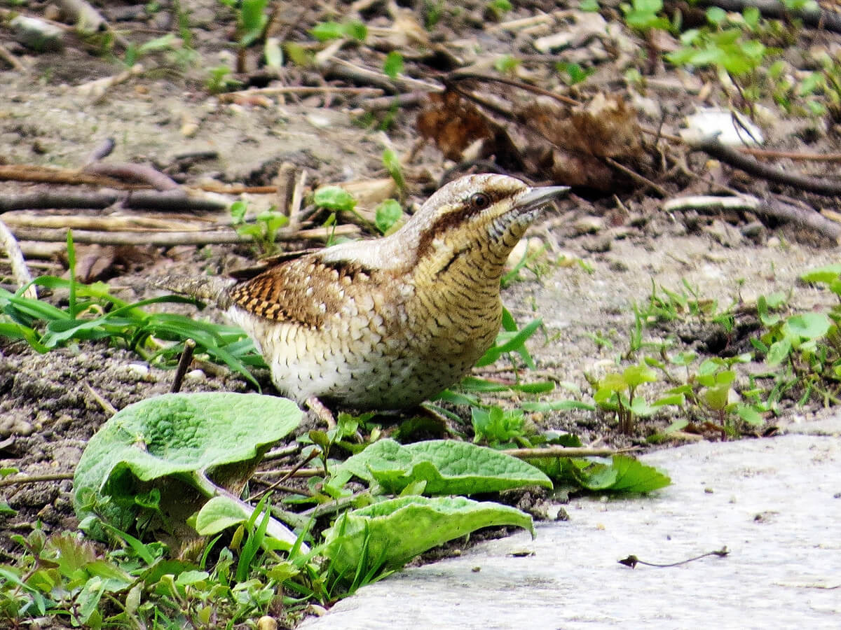 267ab578653d4b4a90d31b8053ed5094