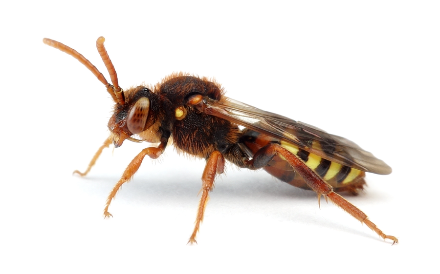 Nomada Lathburiana