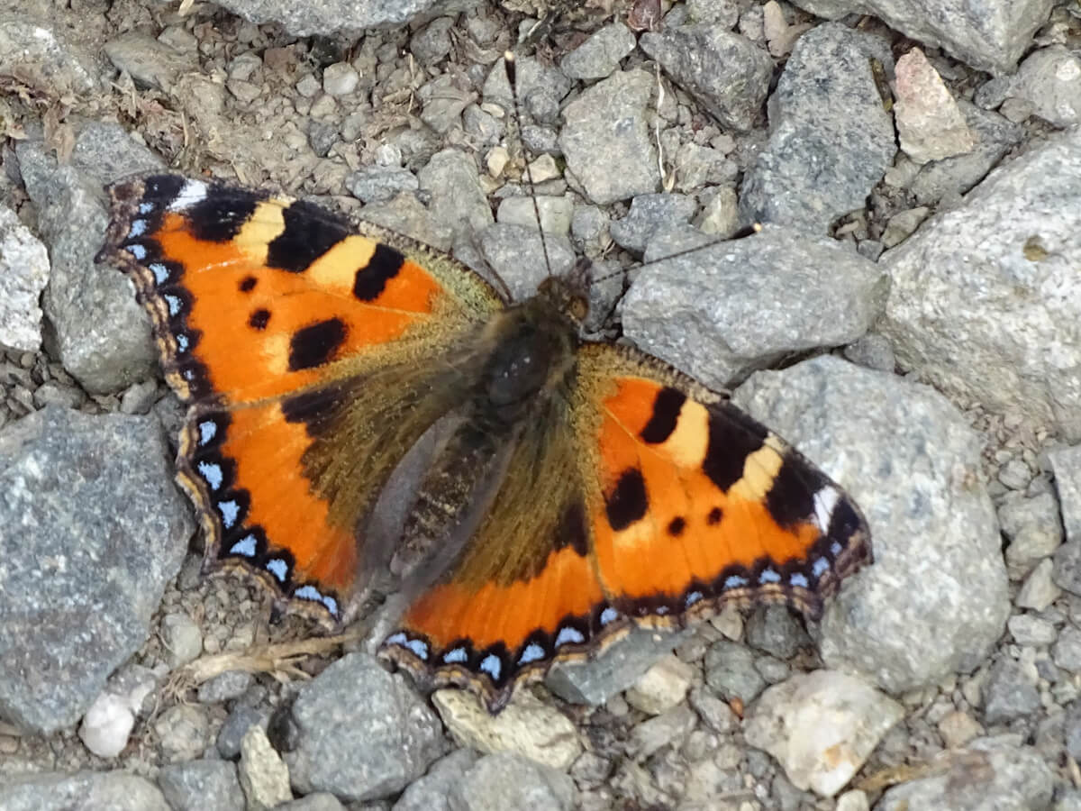 74b8be2e5f267e78c48d153e125294f4