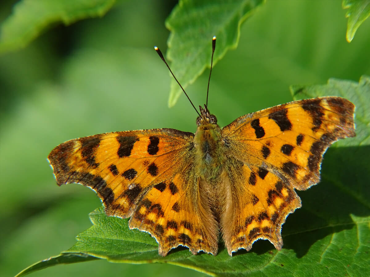 79aa51a56ba9a1f1e6797813a9f30bc8