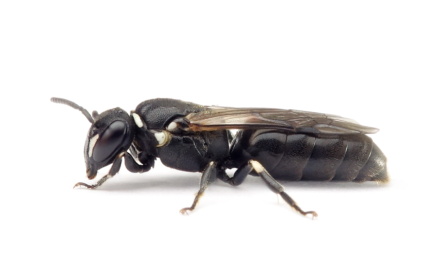 Hylaeus Nigritus