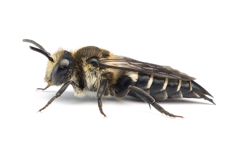 Coelioxys Conica Quadridentata