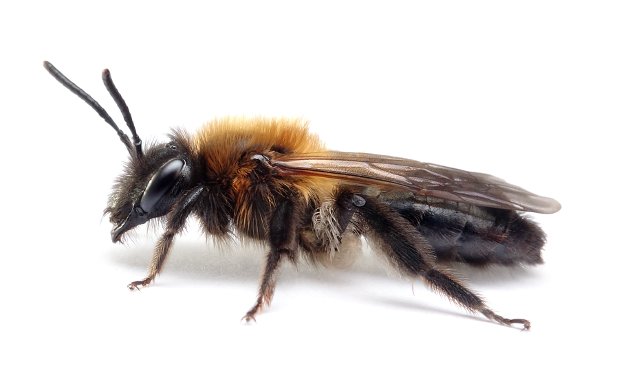Andrena Lapponica