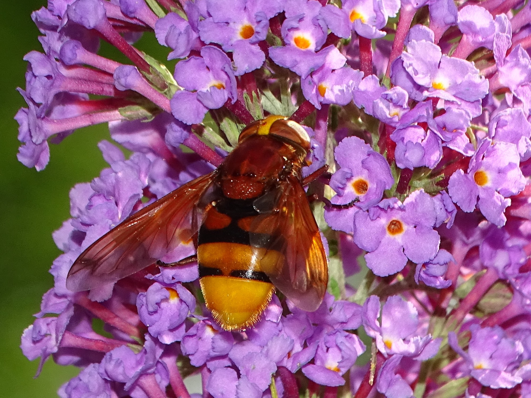 Hornissenschwebfliege