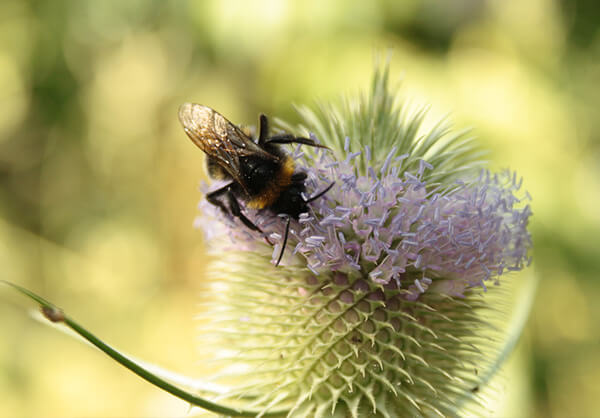 Wildbienen