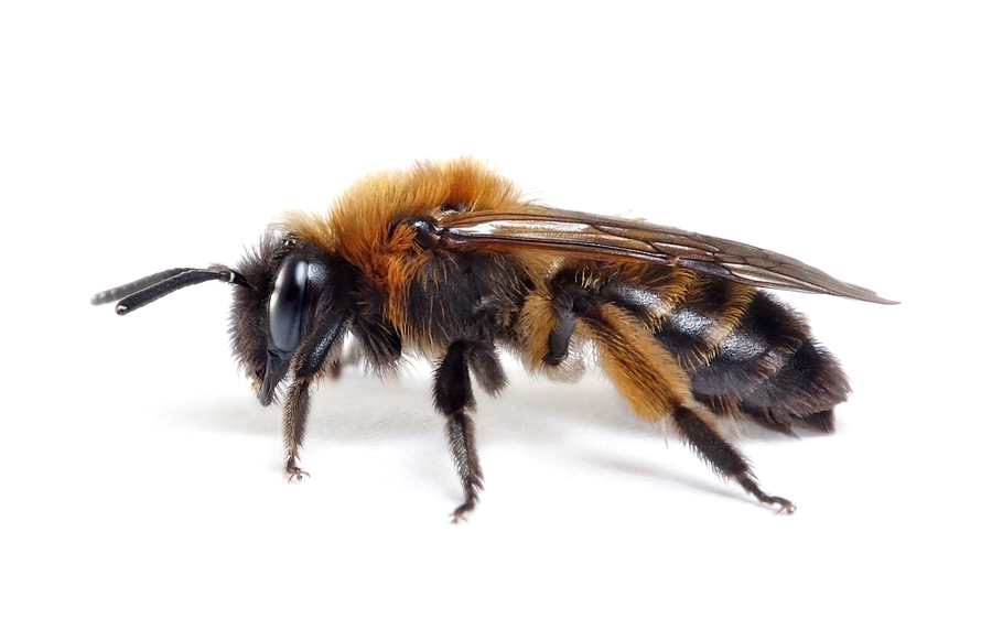 Andrena Bicolor