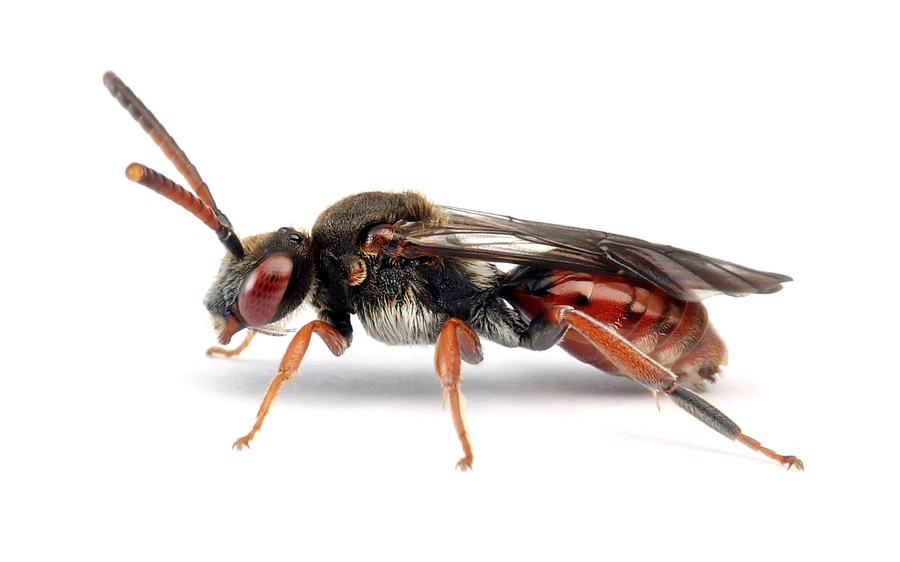 Nomada Femoralis