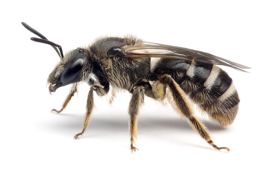 Lasioglossum Leucozonium