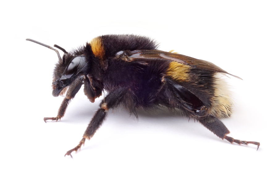 Bombus Terrestris