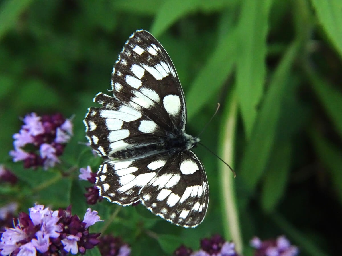 23fe12c379249e736645511c50156b37